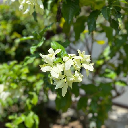 Vila Garden Haven Hikkaduwa Exteriér fotografie