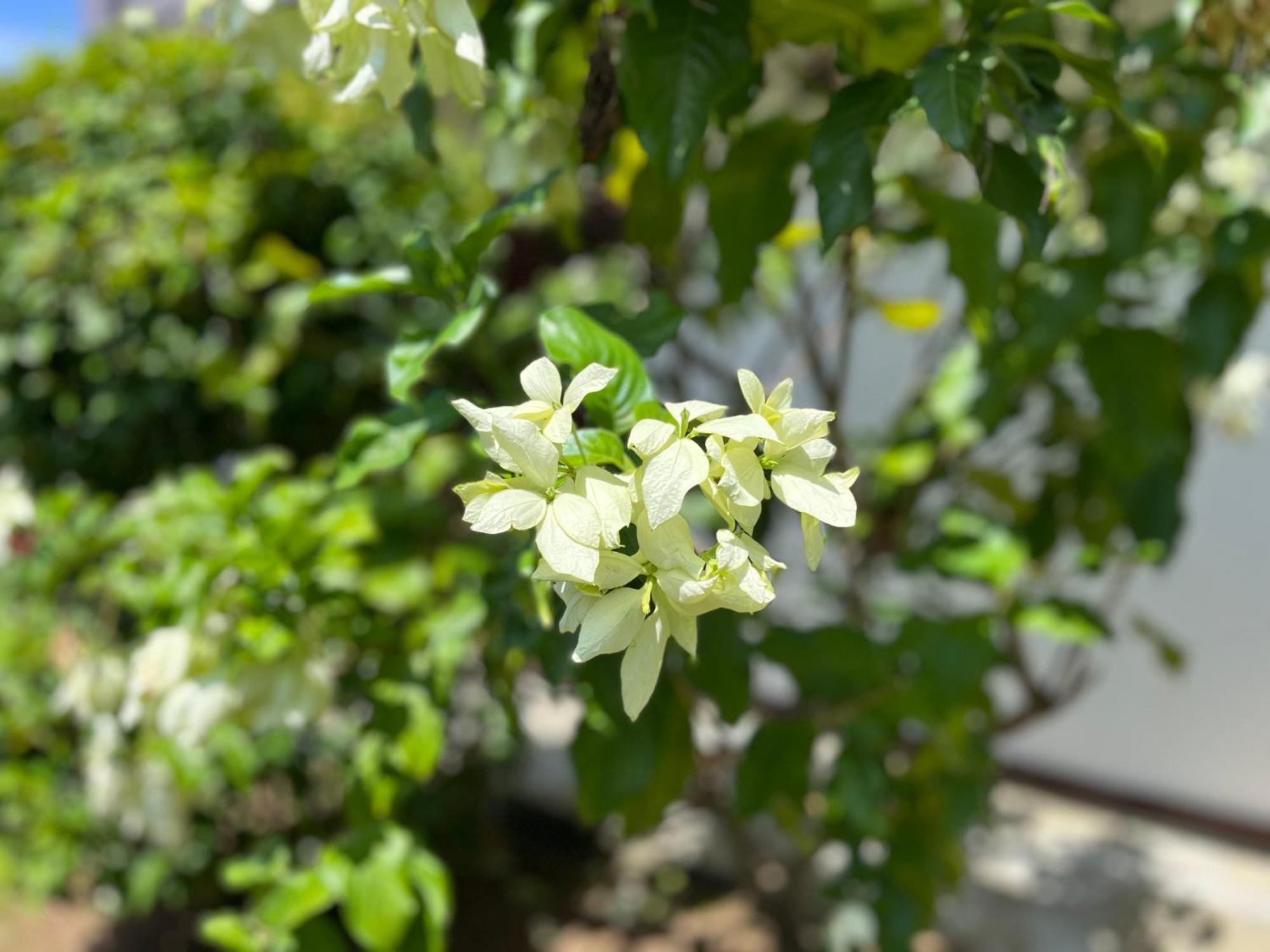 Vila Garden Haven Hikkaduwa Exteriér fotografie